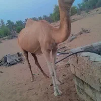 یک شتر ماده|حیوانات مزرعه|تخت, |دیوار