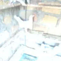 کود کفتر