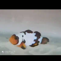 Ab sh orشقایق موکتی و کلارکی ابشورmm|ماهی|تهران, جوادیه تهرانپارس|دیوار