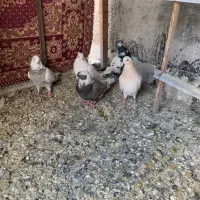 ۵ عدد کفتر سالم|پرنده|گلستان (تهران), |دیوار