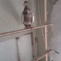 کبوترپرشی
