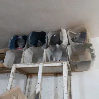 کفترپلاکی اصلی|پرنده|قم, بیانی|دیوار