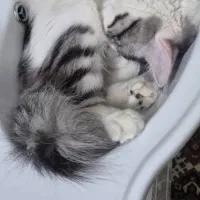 گربه نر و ماده|گربه|مشهد, فتح المبین|دیوار