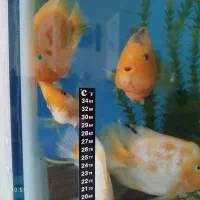 ماهی پرت 3عدد سانتا 2عدد کینگ|ماهی|فردیس, شهرک ناز|دیوار