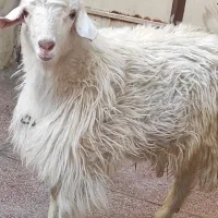 کهره بزغاله نر