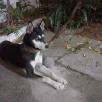 هاسکی‌ واگذاری