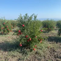 نهال گلابی اسپادانا شیرین و پربازده|خدمات باغبانی و درختکاری|محمدیه-قزوین, |دیوار