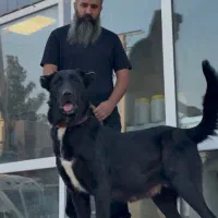 سگ سرابی بالغ ماده