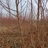 هلو3ساله نهال ازهمه رقم عمده|گل و گیاه طبیعی|آذرشهر, |دیوار