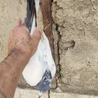 فروش یک عدد کبوتر ماده کله دم سبز|پرنده|سورک, |دیوار