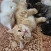 بچه گربه بریتیش شورت هیر