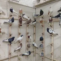 کبوتر یا کفتر بهبهانی و شهری جدید|پرنده|شیراز, کوشک میدان|دیوار