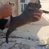 توله نر قدرجونی