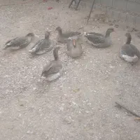 غاز فروشی|حیوانات مزرعه|فسا, |دیوار