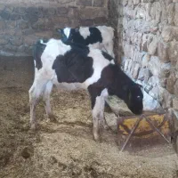 یک عدد گوساله نر و دو ماده هلشتاین و سمینتال اصیل