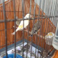 جوجه سهره قناری