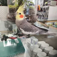 عروس هلندی نر یکساله سخنگو|پرنده|نسیم‌شهر, |دیوار