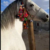 افسار اسب کله اوسار  کله گیر اسب