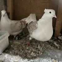 دو کت|پرنده|قم, نیروگاه|دیوار