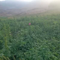 لوبیا حراج حراج|خوردنی و آشامیدنی|لالی, |دیوار