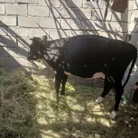 گوساله ماده روستای سکهور