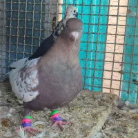 ماده سینه قهوه ای|پرنده|شهرکرد, |دیوار