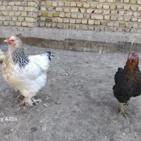 مرغ وخروس|حیوانات مزرعه|مشهد, نیزه|دیوار