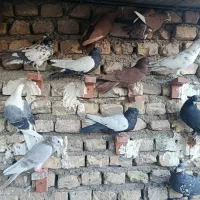 کفتر پریده|پرنده|ماهان, |دیوار