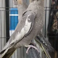 عروس هلندی|پرنده|تربت جام, میان جام|دیوار