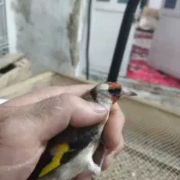 سهره کرمونی وسرسیاه نیم گلی توضیحات بخون|پرنده|شیراز, شهرک استقلال|دیوار