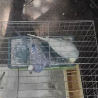 جفت مرغ عشق مولد با ۵تخم