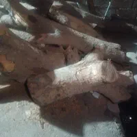 فروش چوب درخت خونگی برهان برای زغال