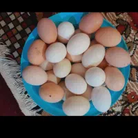 تخم مرغ محلی