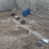 مرغ شاخدار