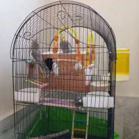 عروس هلندی|پرنده|نسیمشهر, |دیوار