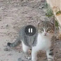 نیازمند سرپرست