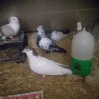 کفتر