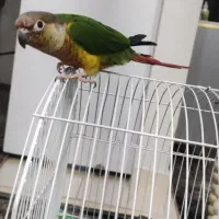 پرنده ی گیرینچیک