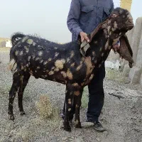 نری پاکستانی