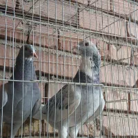 جفت سبزوبدرنگ پلنگ رگ وریشه دار|پرنده|دهج, |دیوار