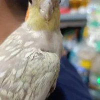 انواع پرنده و وسایل پرنده|پرنده|صومعه‌سرا, |دیوار