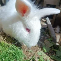 خرگوش چشم شرابی با تربیت