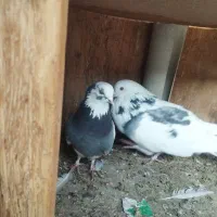 کفتر|حیوانات مزرعه|کرج, شهرک رضوانیه|دیوار