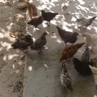جوجه گل پایگان