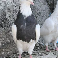 کبوتر طوقی5 عدد|پرنده|بیلوار, |دیوار