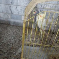عروس هلندی نر و ماده