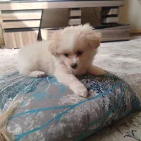 واگذاری اشپیتزپامرین|سگ|فولادشهر, B2|دیوار