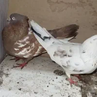 کبوتر نروماده