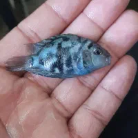 ماهی اسکارتایگر،پرت پلار|ماهی|کاشمر, |دیوار