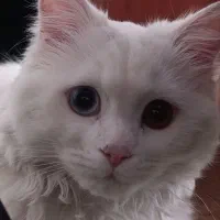 گربه|گربه|ابهر, |دیوار